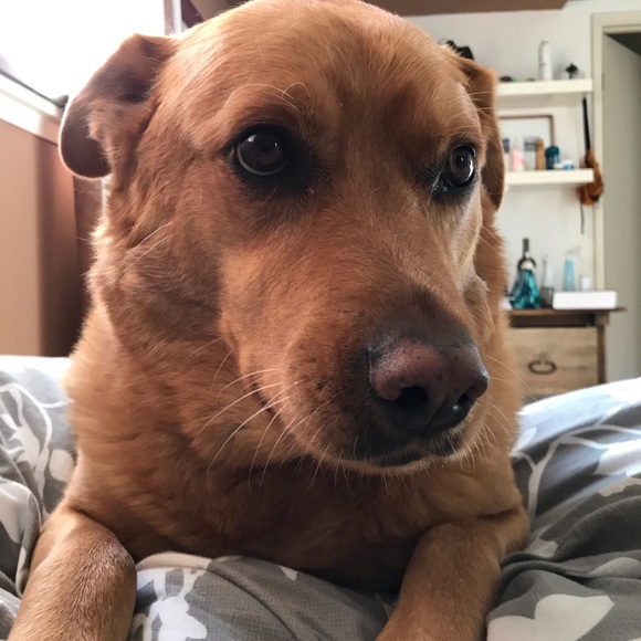 Meet your Posher, Nicole - Picture 1 of 1